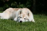 SIBERIAN HUSKY 995